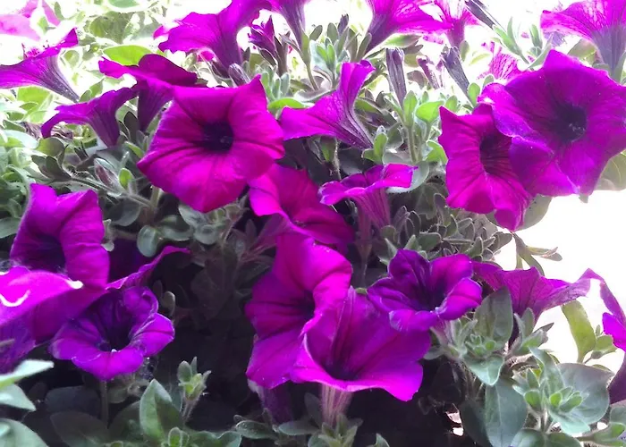 酒店 Antico Moderno